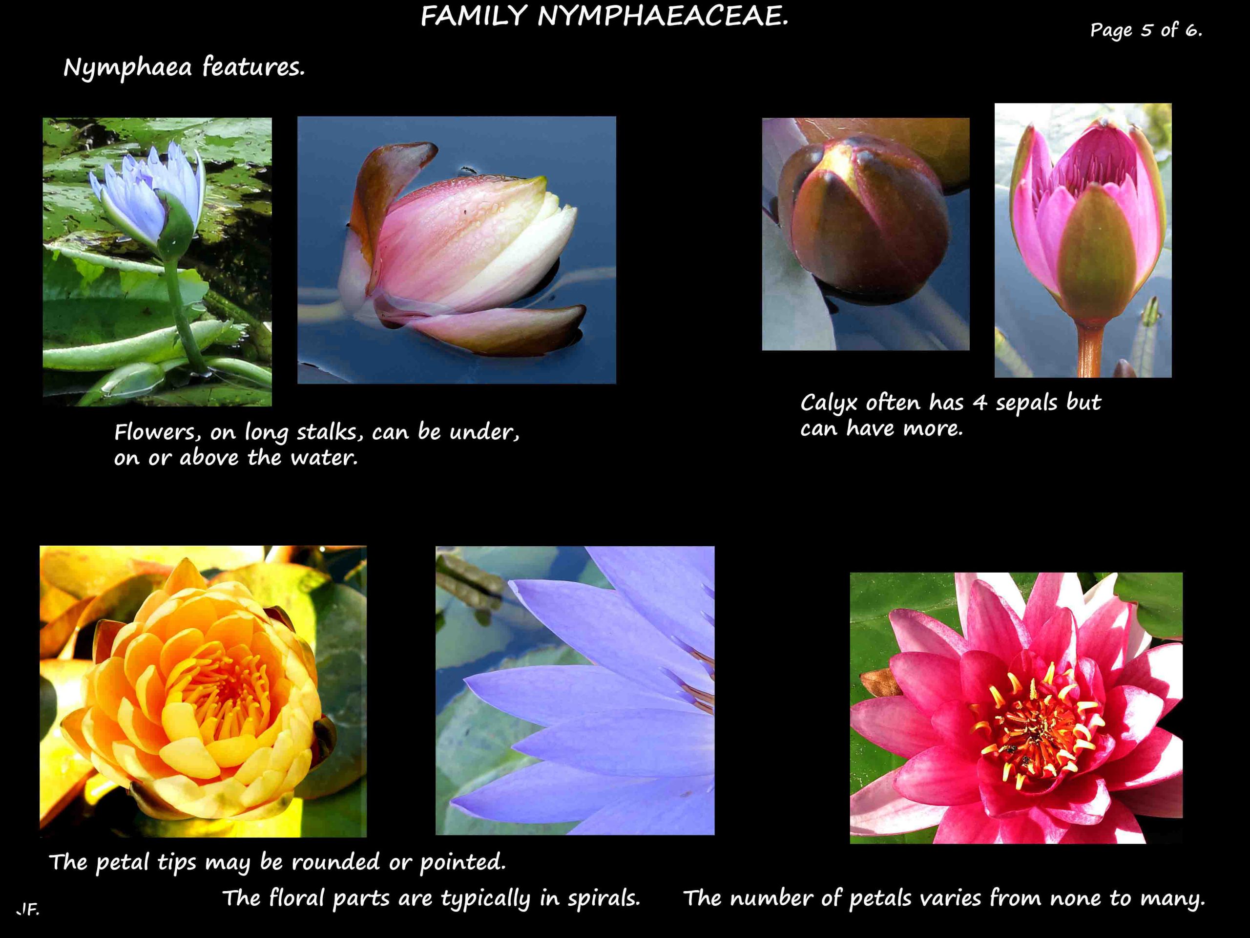 5 Nymphaea flowers